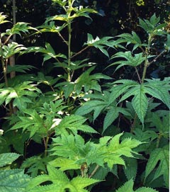 The Nepalese nettle plant